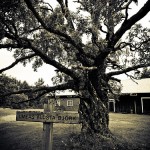 Umeå legöregebb nyírfája