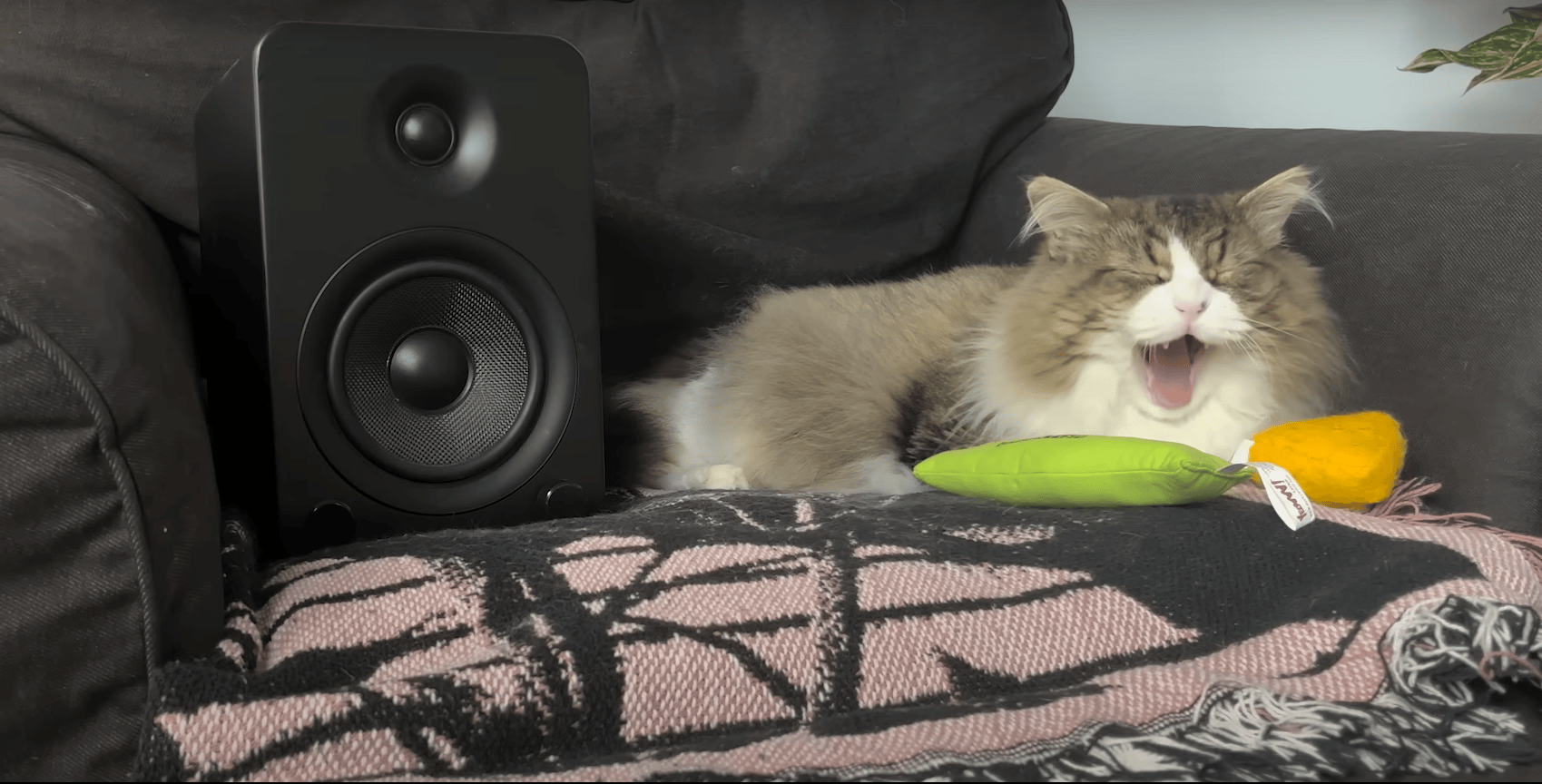 "Konkrétan értelmet adott az életemnek" - Szívszaggató dalt írt a Counterparts énekese a macskájához